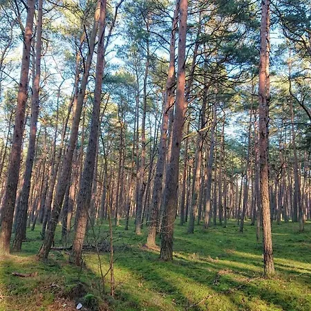 Mood Sea Przy Lesie - Lesne Tarasy Dziwnowek-sannel For Rent Apartmán